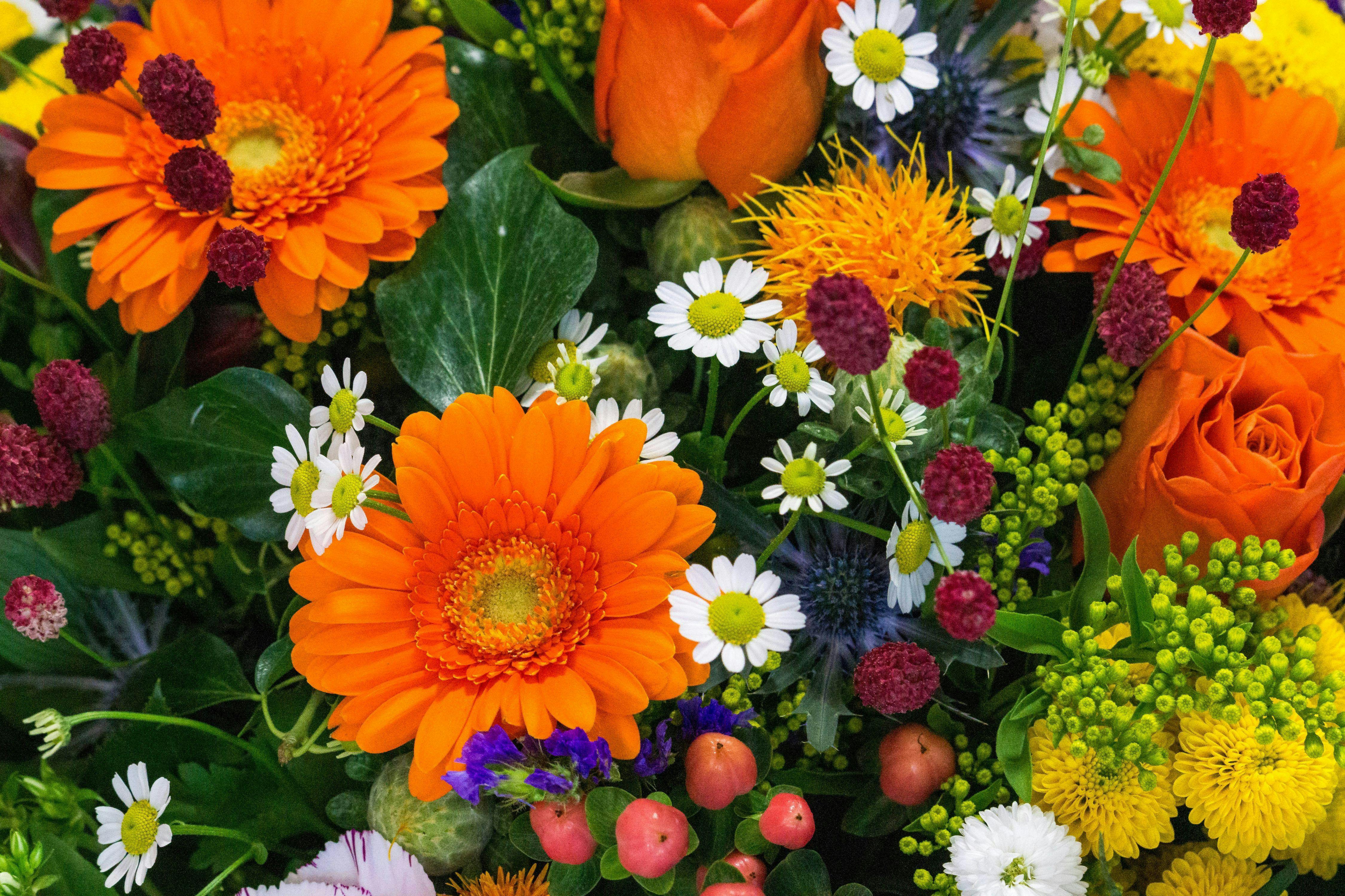Illustratiedag: herfstbloeiers en andere flora