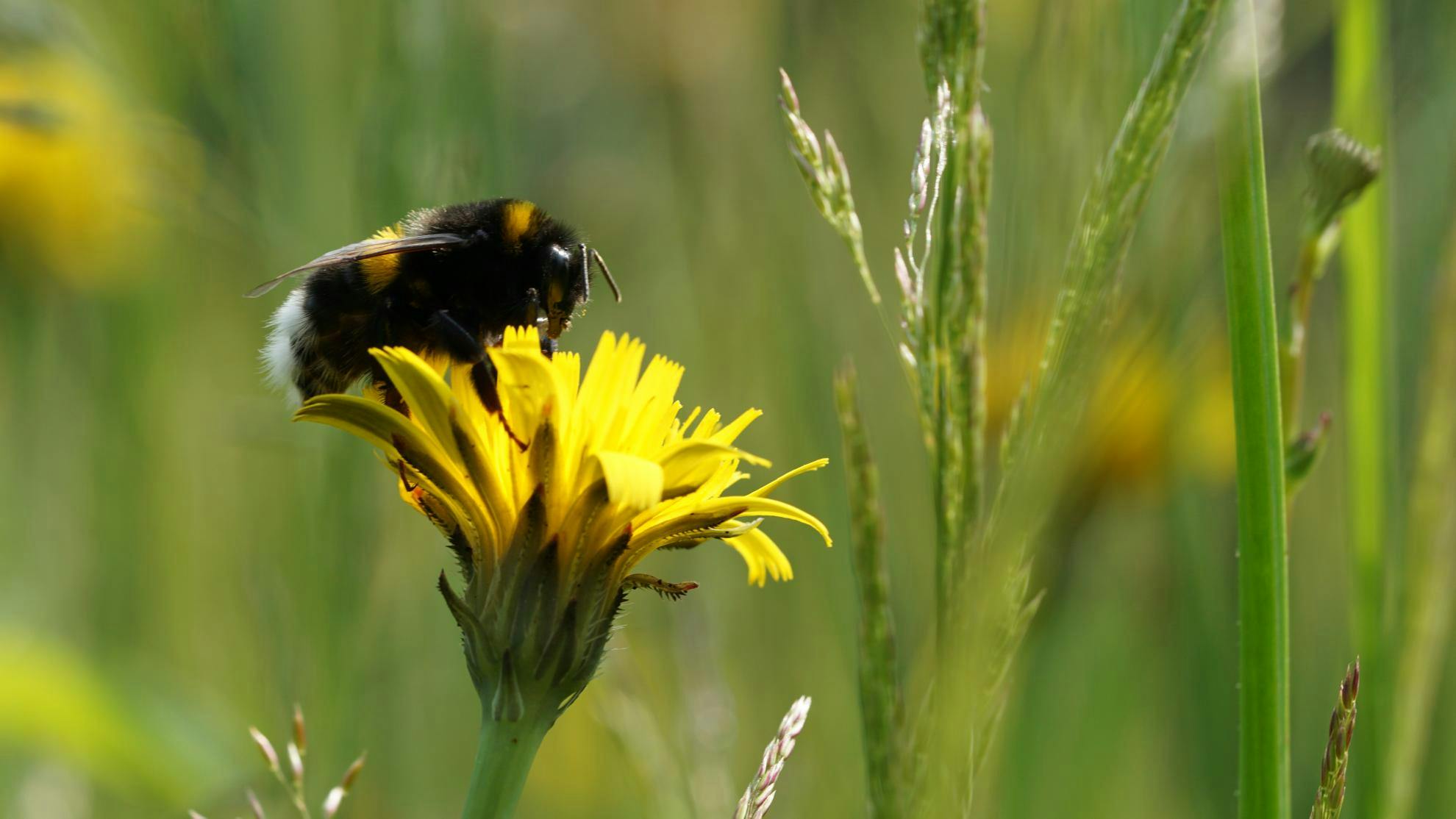 Natuurpunt