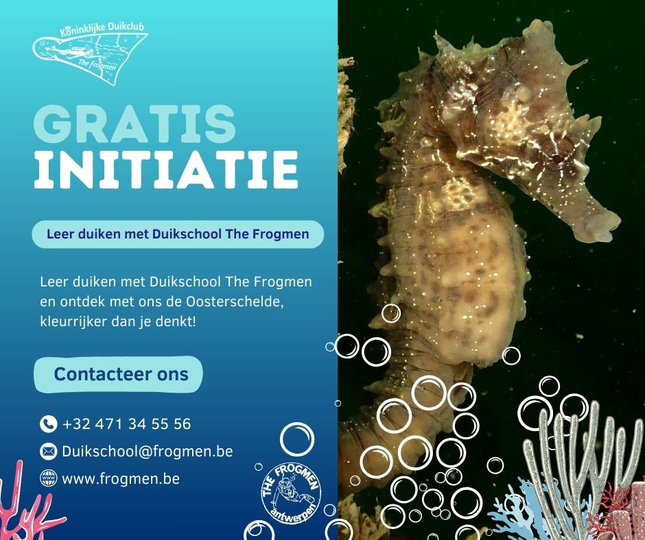 Volg een gratis duikinitiatie bij Duikclub en -school The Frogmen