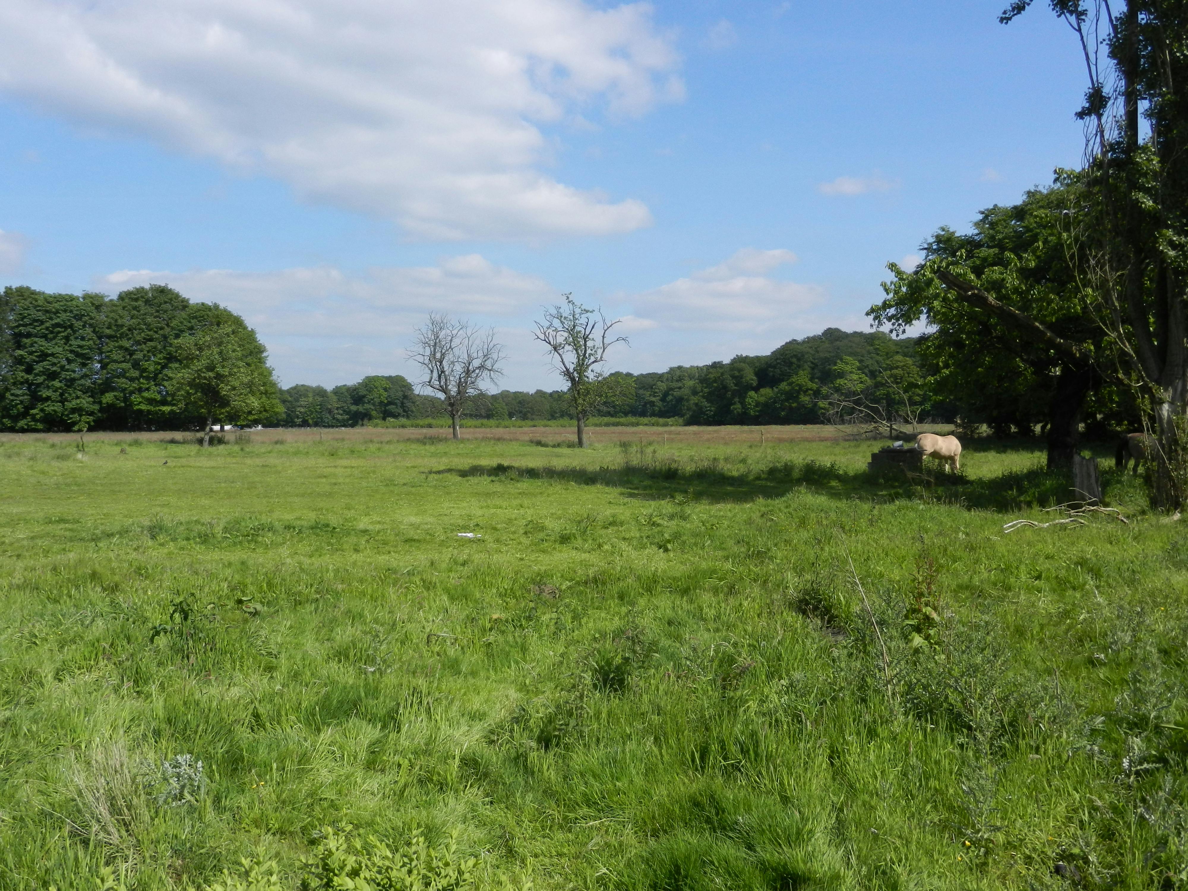 Ertbrugge _ graslanden