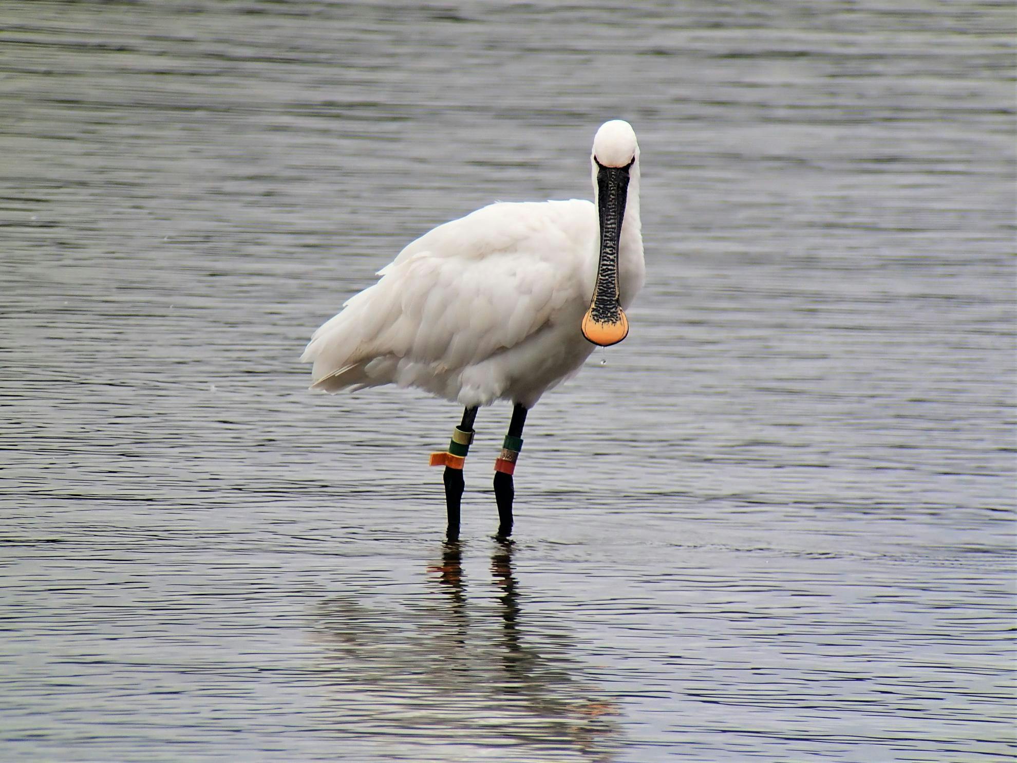 Natuurpunt