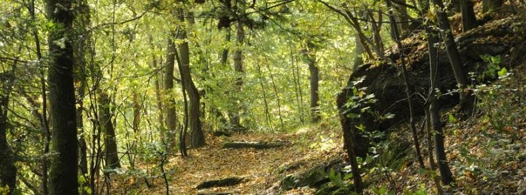 Weetjes en verhalen over bomen