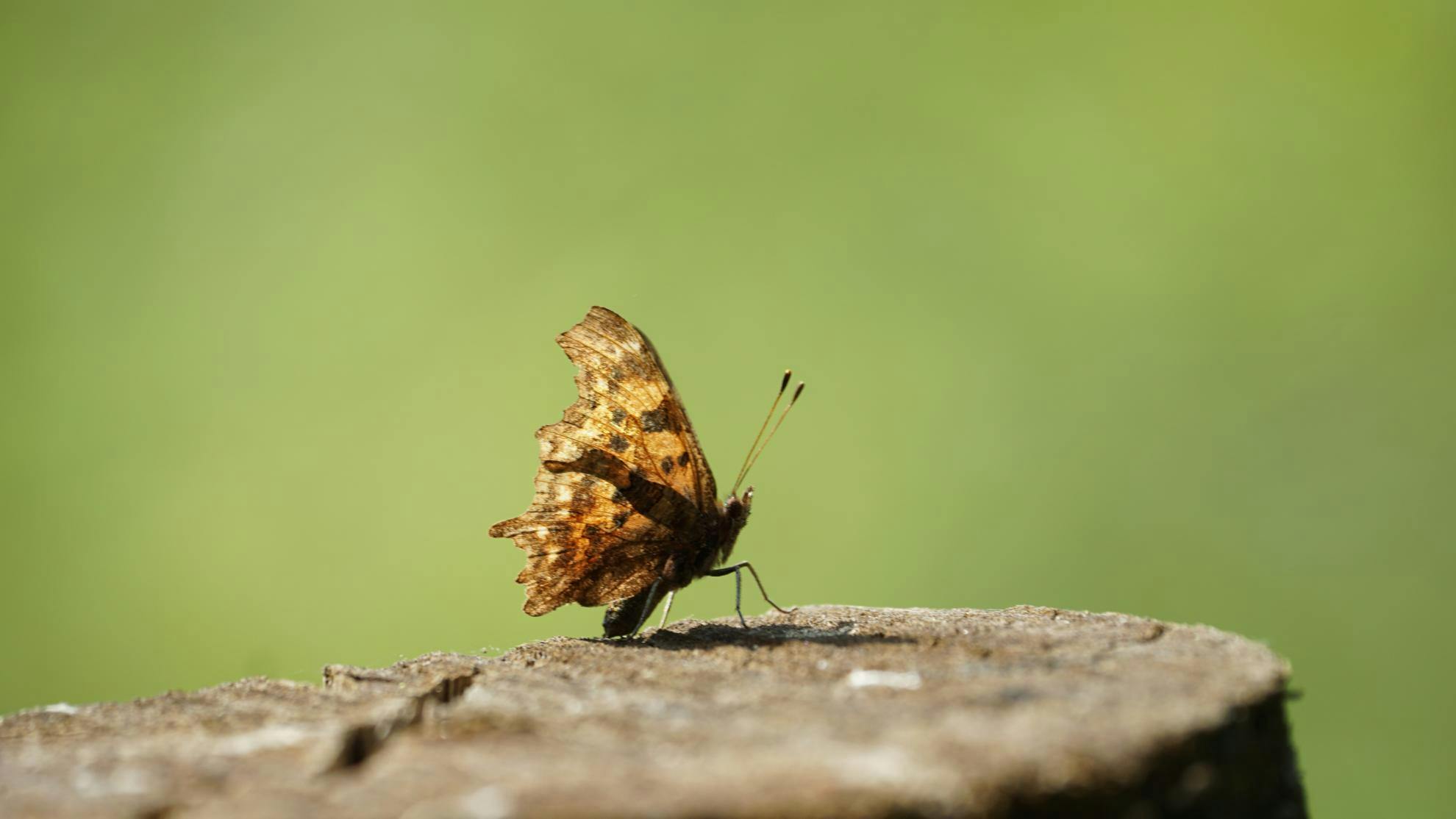 Natuurpunt